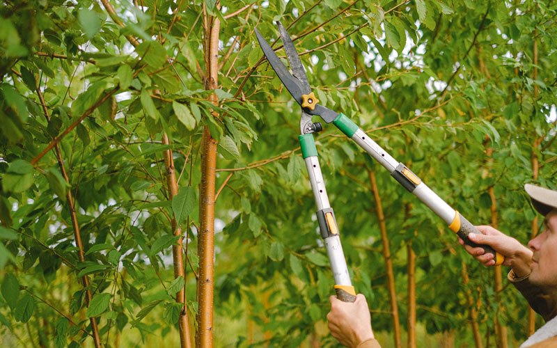 Tree trimming in Modoc, IN
