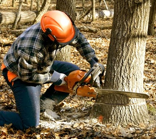 Tree Removal in Modoc, IN